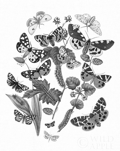 Butterfly Bouquet II Linen BW II Poster Print by Wild Apple Portfolio -  Item # VARPDX43012 - Posterazzi
