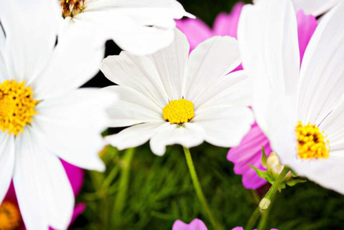 Daisies I Poster Print by Susan Bryant - Item # VARPDX10652E