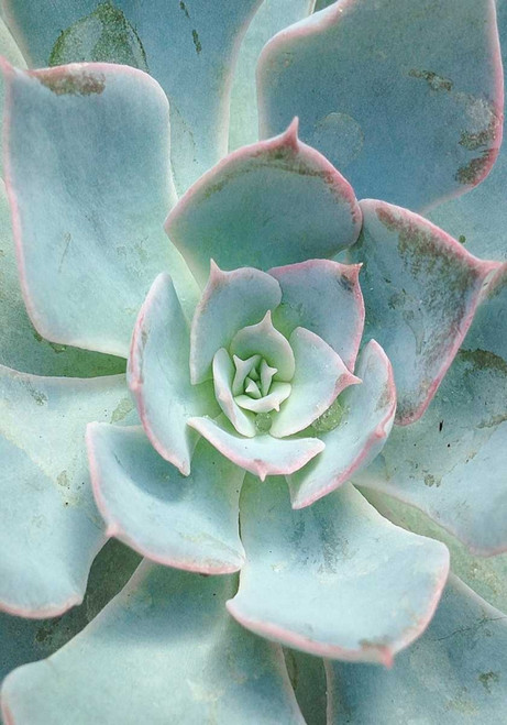Teal Succulent Vertical Poster Print by Susan Bryant - Item # VARPDX10259L