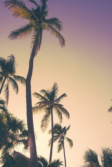 Evening Palms Poster Print by Emily Navas - Item # VARPDX11962B