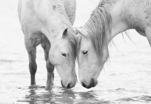 White Water Horses Poster Print by Carol Walker - Item # VARPDX10526U