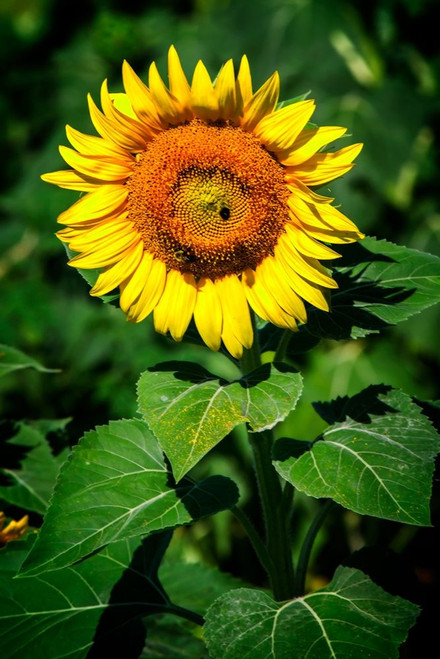 A Summer Flower II Poster Print by Alan Hausenflock - Item # VARPDXPSHSF2289