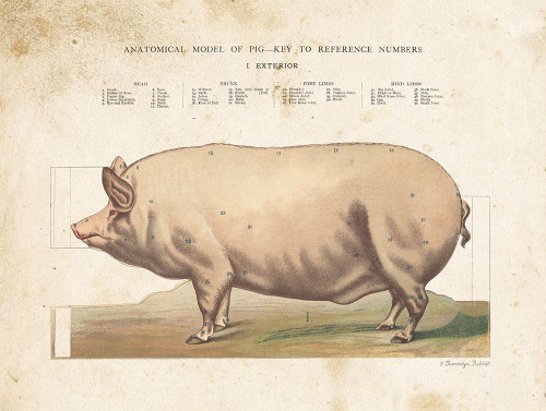 Anatomical Model Pig Poster Print by Gwendolyn Babbitt - Item # VARPDXBAB479