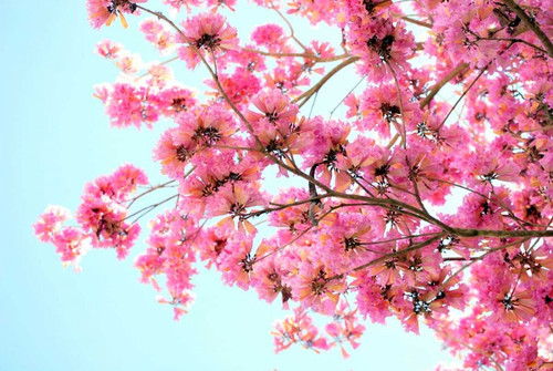 Pink Floral Branch Poster Print by Gail Peck - Item # VARPDX10971G