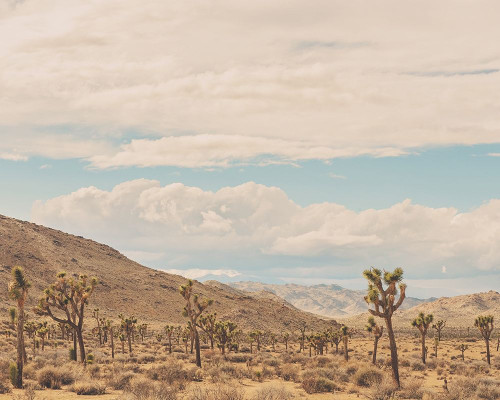 Untitled No. 10 Poster Print by Myan Soffia - Item # VARPDXS1739D