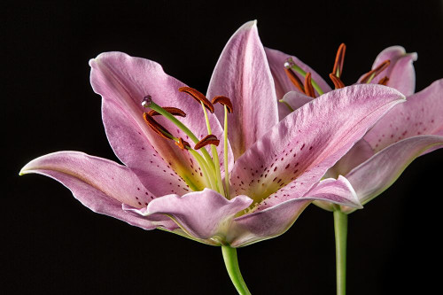 Lombardia Poster Print by Shelley Lake - Item # VARPDX12052A