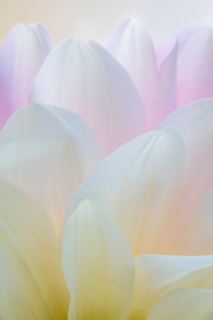 Dahlia Blossom I Poster Print by Kathy Mahan - Item # VARPDXPSMHN795