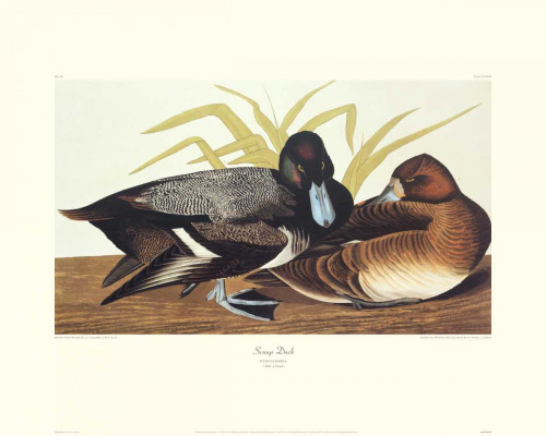 Scaup Duck Poster Print by John James Audubon - Item # VARPDX132770