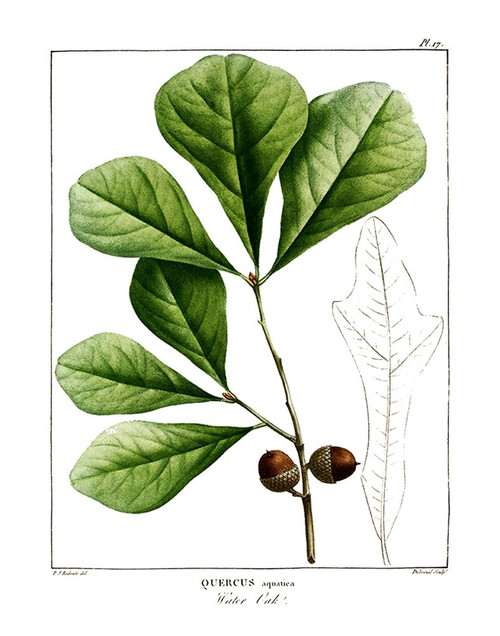 White Oak Poster Print by Kelly Donovan - Item # VARPDX40502