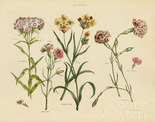 Herbal Botanical VIII Poster Print by Wild Apple Portfolio - Item # VARPDX41413