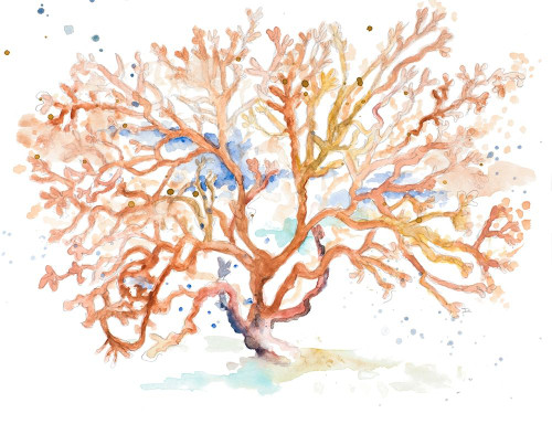 Peach Coral Poster Print by Patricia Pinto - Item # VARPDX12436L