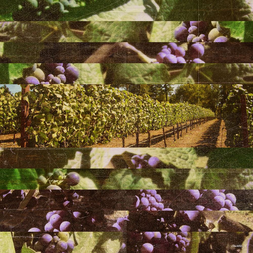Vinecraft Horizons II Poster Print by Dan Meneely - Item # VARPDX12071F