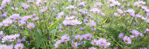 Daisy Field Poster Print by Anna Coppel - Item # VARPDX12087R