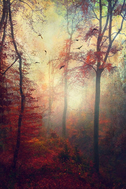 Haze Poster Print by Dirk Wuestenhagen - Item # VARPDXW949D