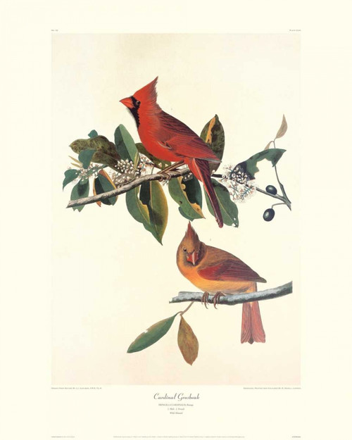 Cardinal Grosbeak Poster Print by John James Audubon