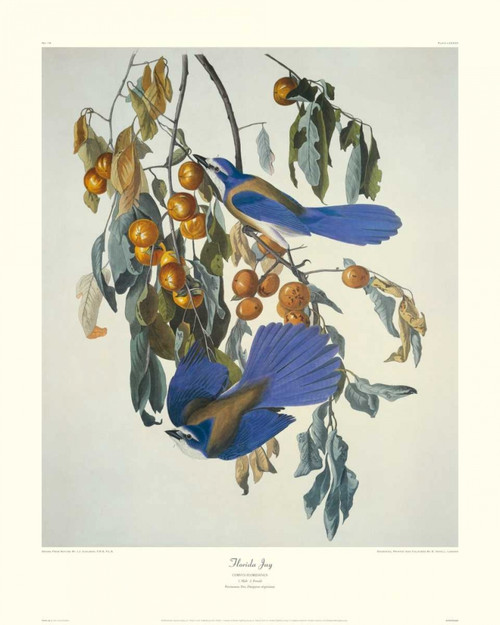Florida Jay Poster Print by John James Audubon - Item # VARPDX132796