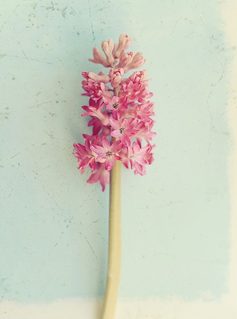 Soft Pink Hyacinth Poster Print by Sarah Gardner - Item # VARPDX12016M