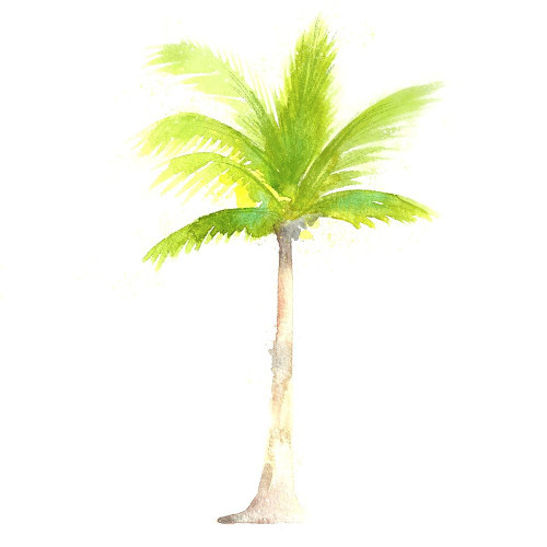Tropical Icons Palm Tree Poster Print by Northern Lights - Item # VARPDXRB12776NL