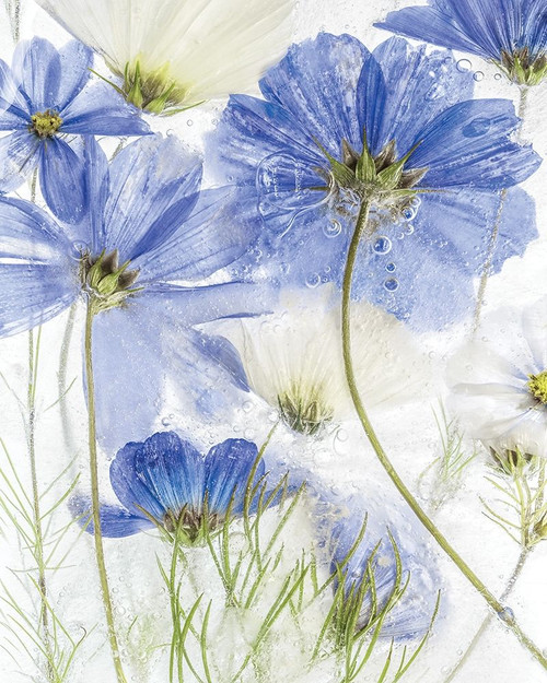 Frozen In Time II Poster Print by Mandy Disher - Item # VARPDX19466