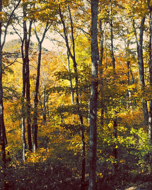 Sanctuary Woods II Poster Print by Kathy Mansfield - Item # VARPDX8908 Sanctuary Woods II Poster Print by Kathy Mansfield - Item # VARPDX8908