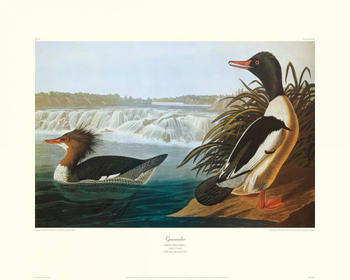 Goosander Poster Print by John James Audubon - Item # VARPDX132779