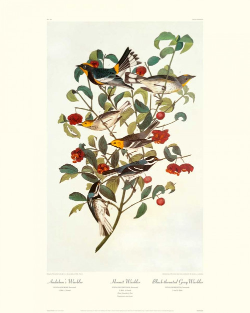 Audubons Warbler Poster Print by John James Audubon - Item # VARPDX132746