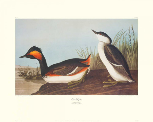 Eared Grebe Poster Print by John James Audubon - Item # VARPDX132771
