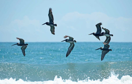 Pelican II Poster Print by Bruce Nawrocke - Item # VARPDX10251D