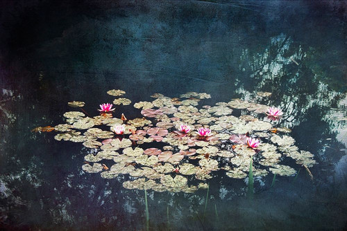 Waterlilies Poster Print by Dirk Wuestenhagen - Item # VARPDXW958D