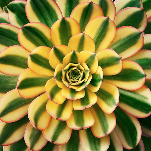 Striped Succulent Poster Print by Jan Bell - Item # VARPDXB3279D