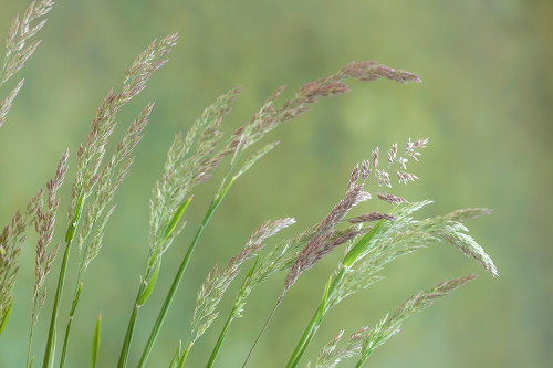 Velvet Grass I Poster Print by Kathy Mahan - Item # VARPDXPSMHN803