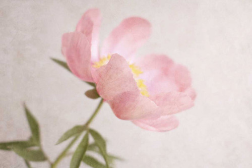 Soft Petals Poster Print by Sarah Gardner - Item # VARPDX10140