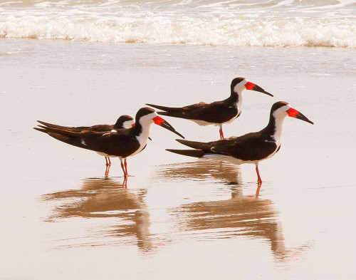 Black Skimmers I Poster Print by Kathy Mansfield - Item # VARPDX10758GG