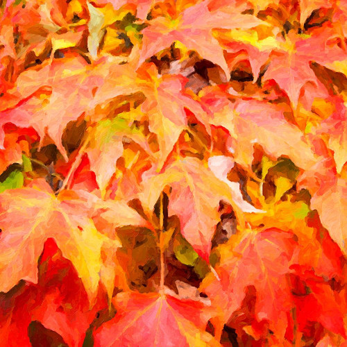 Autumn Leaves II Poster Print by Alan Hausenflock - Item # VARPDXPSHSF2315