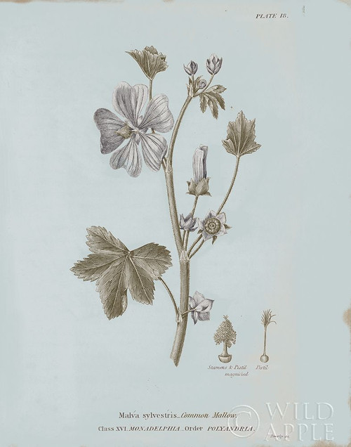 Conversations on Botany VII Blue Poster Print by Wild Apple Portfolio - Item # VARPDX37200