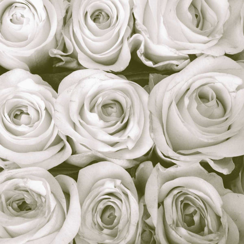 Rose In Bloom Square Poster Print by Gail Peck - Item # VARPDX10697B