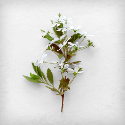 Greener Fragment Poster Print by Daniela Savogne