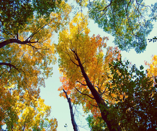 Looking Up Poster Print by Kali Wilson - Item # VARPDX12731CS