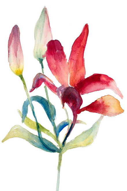 Crimson Paradise Lily Poster Print by Lanie Loreth - Item # VARPDX12426