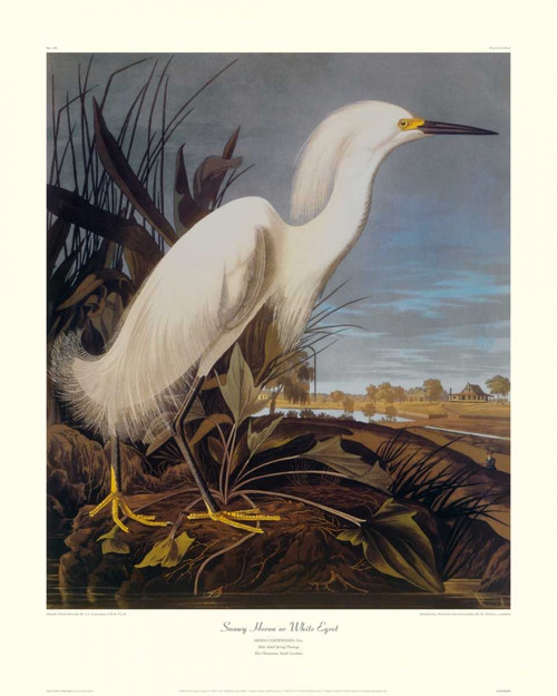 Snowy Heron Or White Egret Poster Print by John James Audubon - Item # VARPDX132798