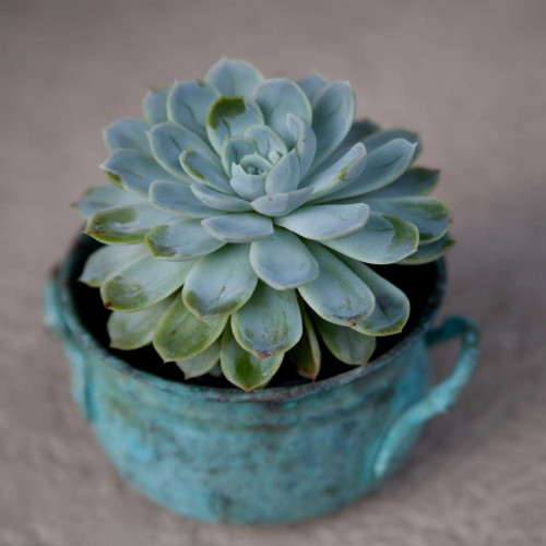 The Little Succulent Poster Print by Susan Bryant - Item # VARPDX10652B