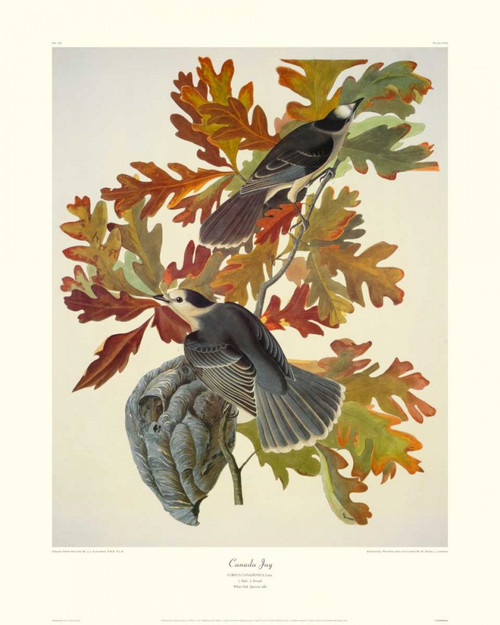 Canada Jay Poster Print by John James Audubon - Item # VARPDX132789