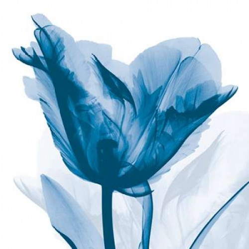 Lusty Blue Tulip Poster Print by Albert Koetsier - Item # VARPDXAKSQ177M