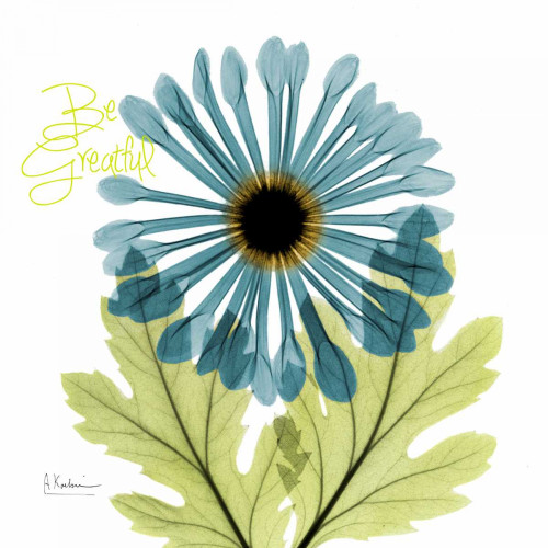 Greatful Chrysanthemum H68 Poster Print by Albert Koetsier - Item # VARPDXAK5SQ307C2