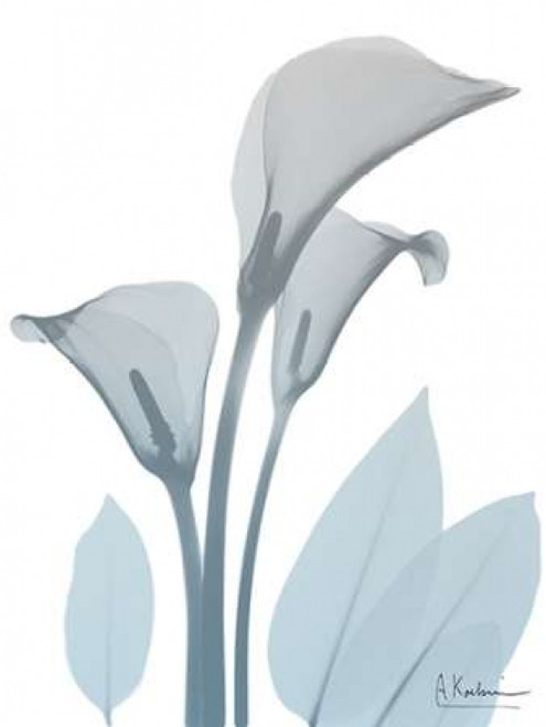 Serene Calla Lily Poster Print by Albert Koetsier - Item # VARPDXAK8RC029A
