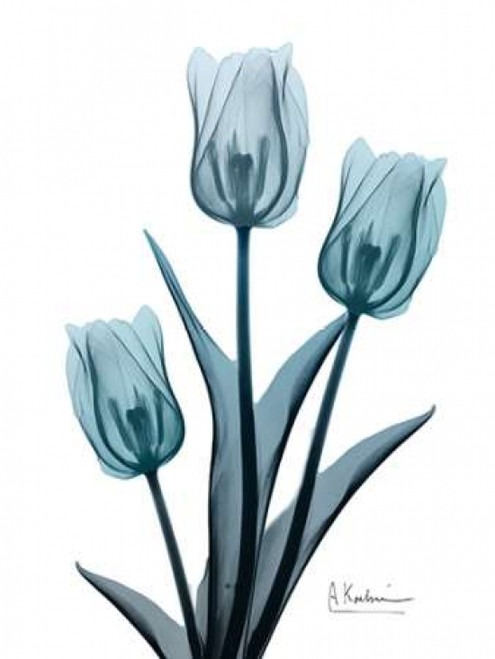 Midnight Sky Tulip Trio 2 Poster Print by Albert Koetsier - Item # VARPDXAK8RC038B