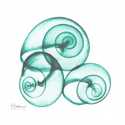 Shamrock Sky Snails 2 Poster Print by Albert Koetsier - Item # VARPDXAK8SQ038G2