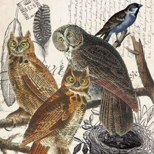 Owl Poster Print by Elizabeth Jordan - Item # VARPDXTRSQ156A Owl Poster Print by Elizabeth Jordan - Item # VARPDXTRSQ156A