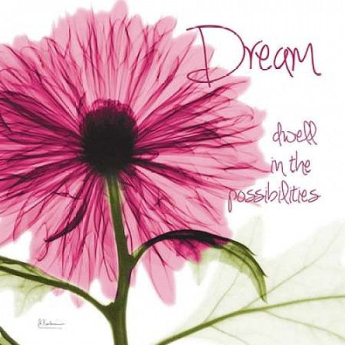 Pink Chrysanthemum Dream Poster Print by Albert Koetsier - Item # VARPDXAK5SQ368C3