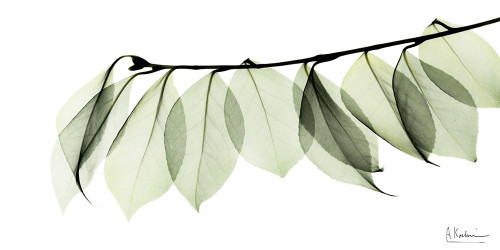 Camelia Leaf In White Poster Print by Albert Koetsier # AKRN098A